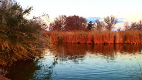 vida silvestre y panorama lento en un estanque dorado