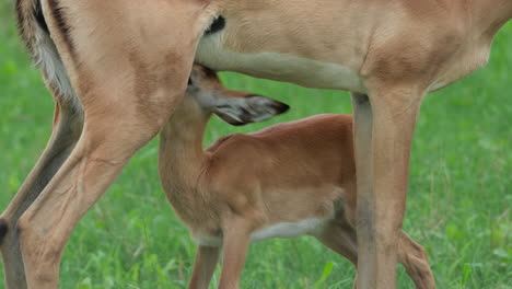 impala mother suckling her offspring in africa