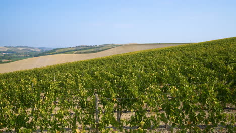 paisaje de viñedos en la toscana , italia