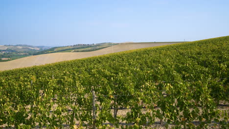 vineyard landscape in tuscany , italy