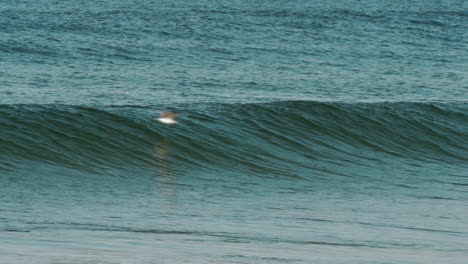 Gaviota-Volando-Cerca-De-Las-Olas-Pasando-Por-Un-Surfista-En-La-Playa-De-Costa-De-Caparica