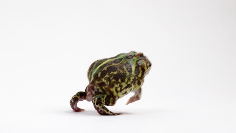 african ornate horned frog hops away from camera - from behind - isolated on white background