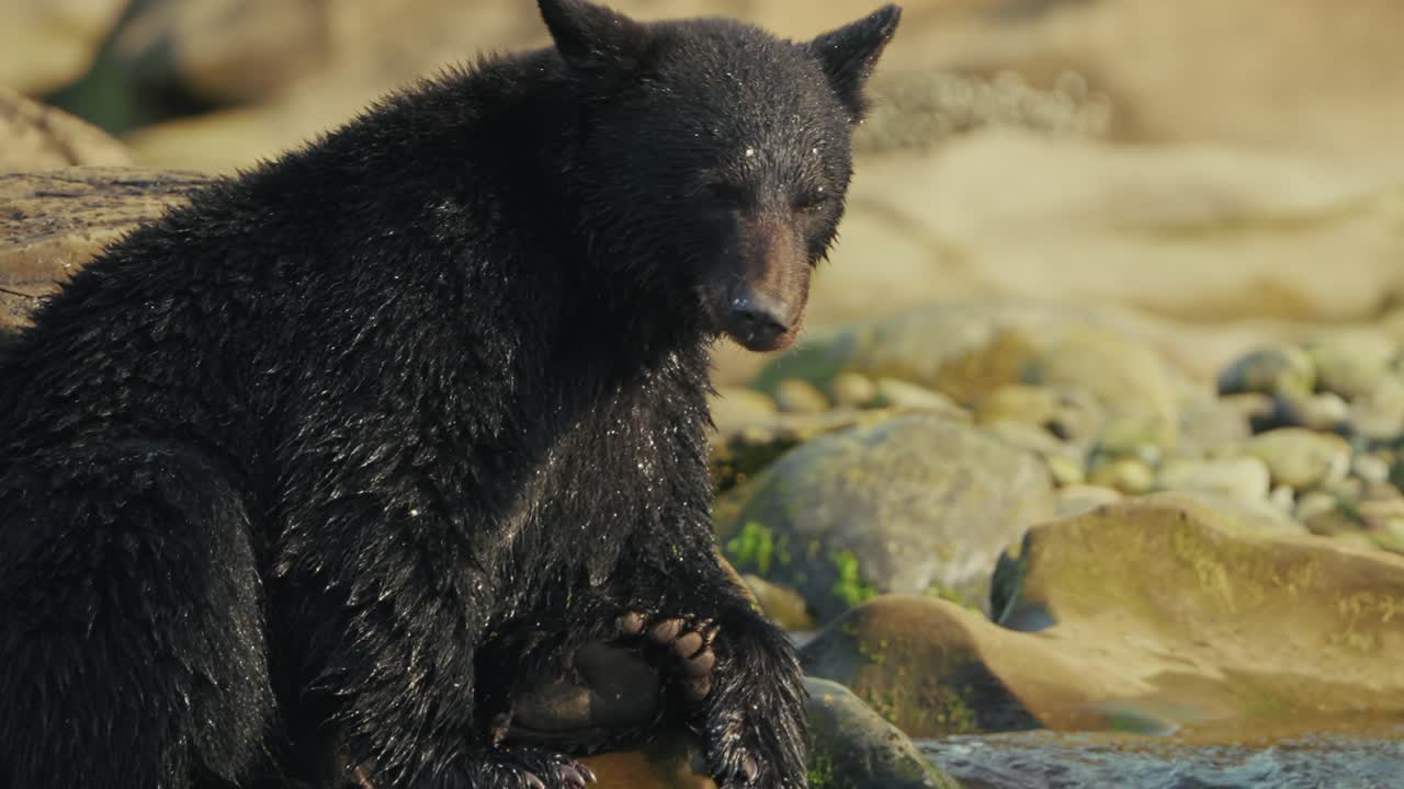 Orso nero seduto vicino alle rocce a Port Hardy, natura, tranquillità, fauna selvatica