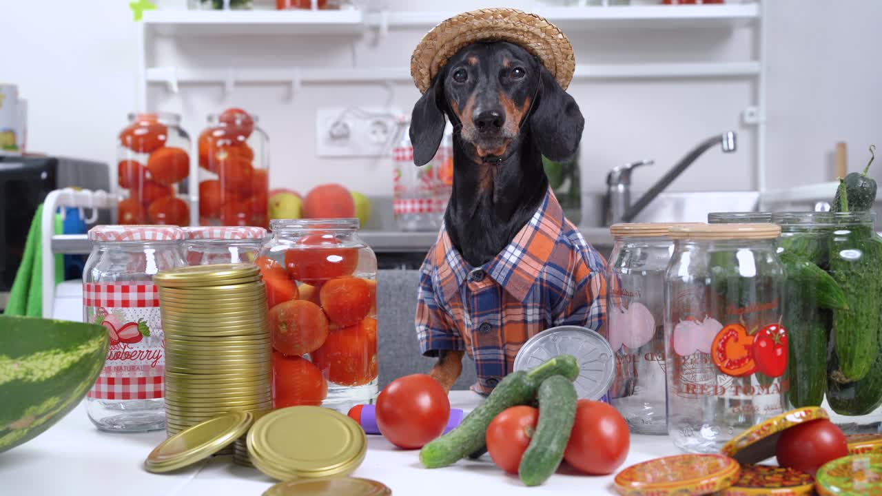 funny dachshund perro granjero en camisa a cuadros y sombrero de paja prepara equipos y productos para enlatar verduras y frutas para el invierno en casa y bebe agua de lata de tomates
