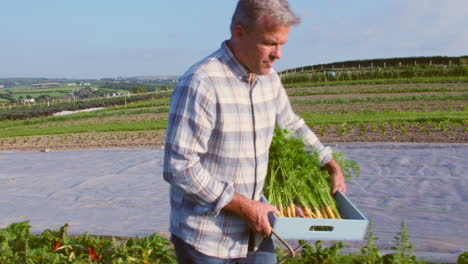 farmer harvesting organic carrot crop on farm