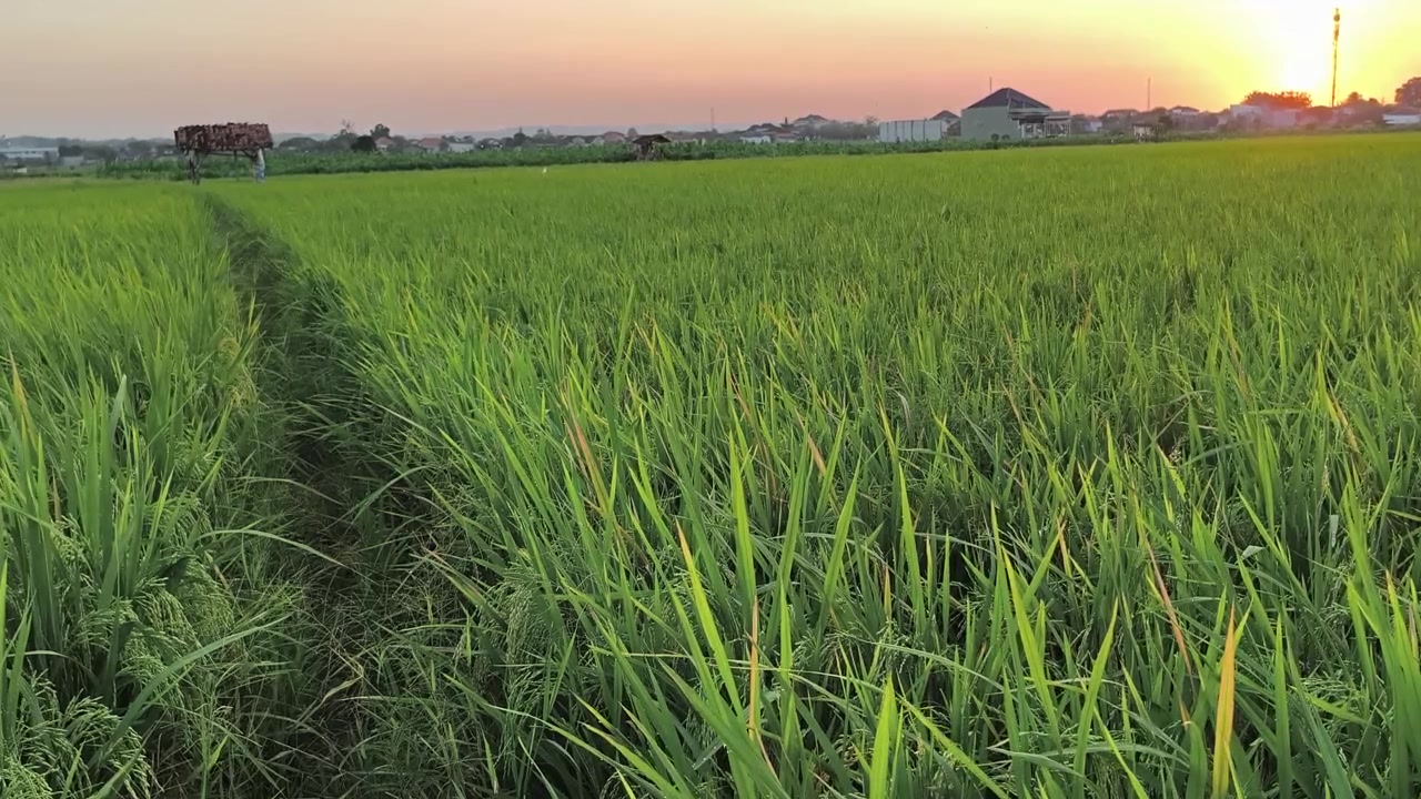 Risaia verde rigogliosa al tramonto