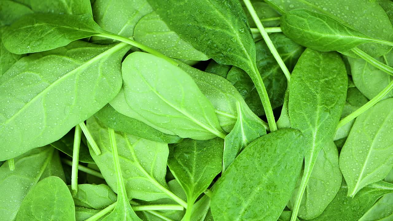 espinacas pequeñas en una placa giratoria (con bucle sin costuras)