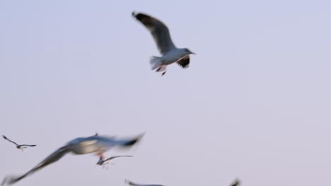 seagulls migrated to thailand flying around