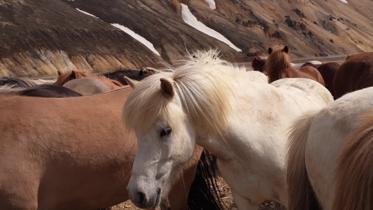 caballo blanco islandés curioso en un parque, con un telón de fondo de una montaña de riolita en landmannalaugar