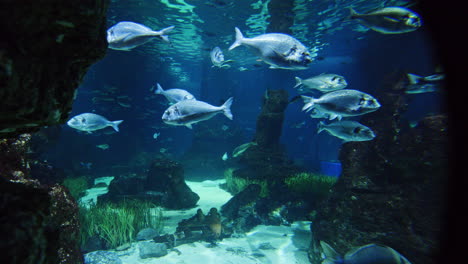 tropical fish in aquarium