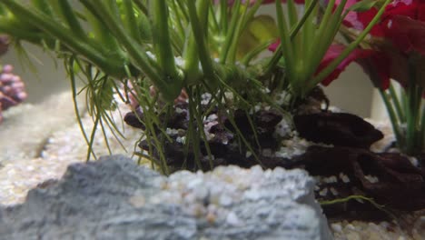 colourful tropical fish in the clear water aquarium with drift woods, gravels, green and red plants