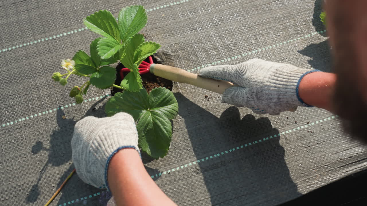 Rear close view gardener in gloves prunes soil around strawberry plant with hand cultivator, careful weeding on woven fabric bed under bright sun, focus on precision maintenance