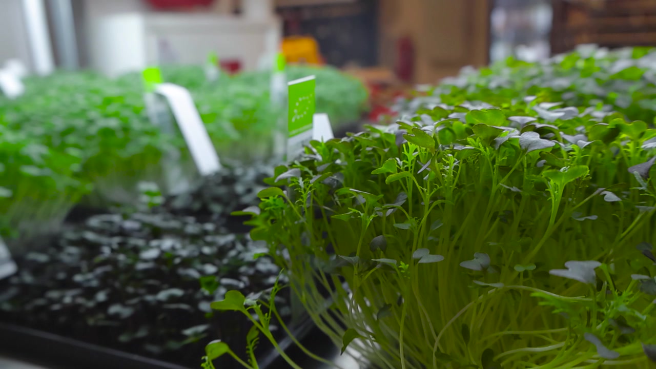 Splendide riprese cinematografiche di microgreens e germogli vegetariani sani in esposizione in un supermercato o un negozio con etichette. Le piante sono a fuoco nitido e lo sfondo è sfocato. Piante sotto luci di coltivazione