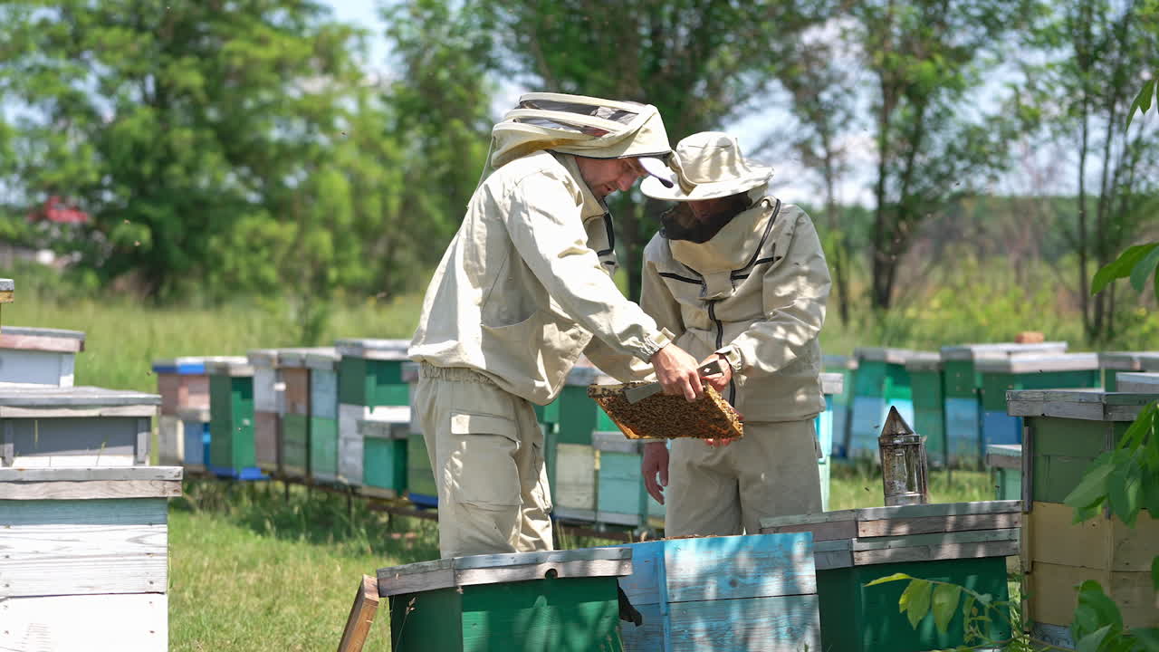 Busy beekeepers examining the apiary on harvest season. Men checking up the honey frame carefully. Nature backdrop in blur.