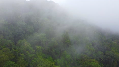 green trees at rainforest shrouded by fogs and clouds