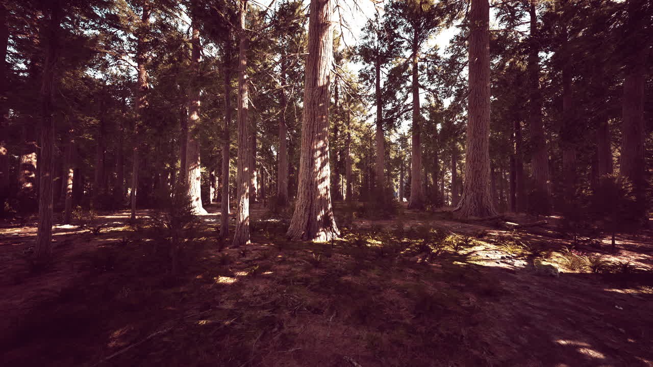 árboles gigantes de secuoya que se elevan por encima del suelo en el parque nacional de secuoya
