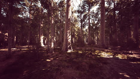 Giant-sequoia-trees-towering-above-the-ground-in-Sequoia-National-Park