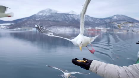 Boat-trip-on-the-Lake-in-Hokkaido,-people-feeding-the-seagulls