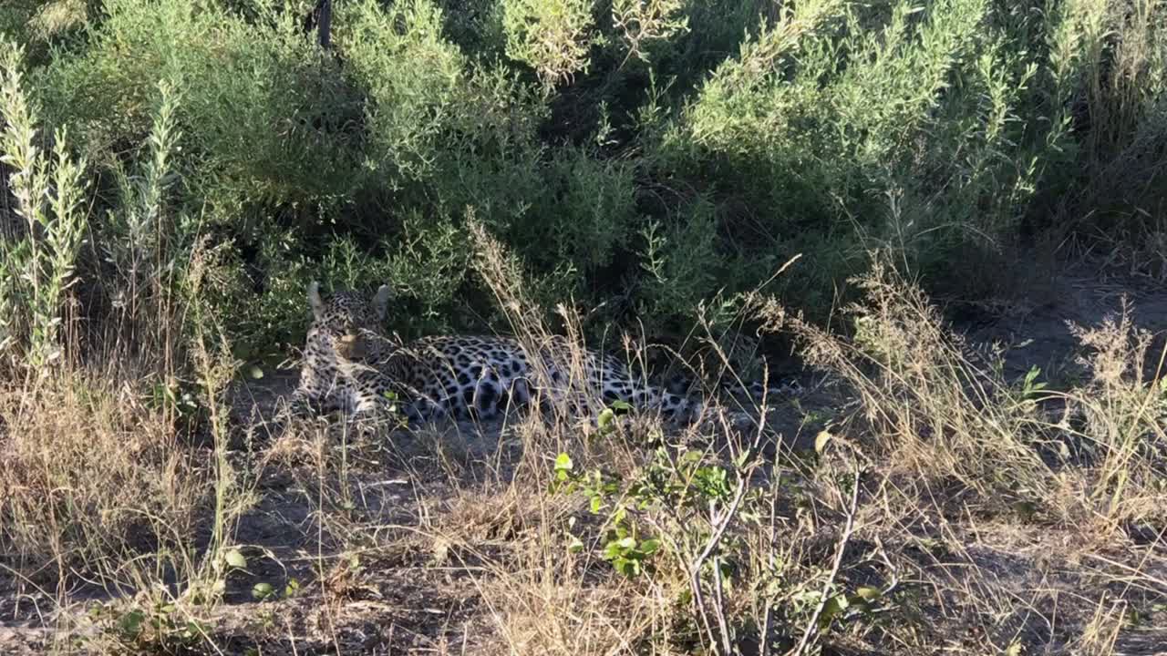 leopardo africano yace a la sombra para evitar el duro sol de botswana