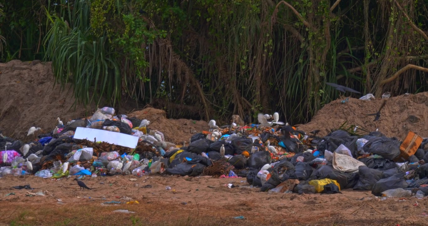a garbage dump with plastic bags waste piles crows and white birds near dense tropical vegetation showing pollution and environment damage