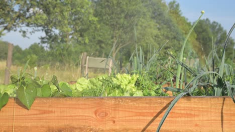Sprühbewässerung-Bio-Bio-Naturgarten-Mit-Frischen-Gesunden-Kräutern-Salat-Essen