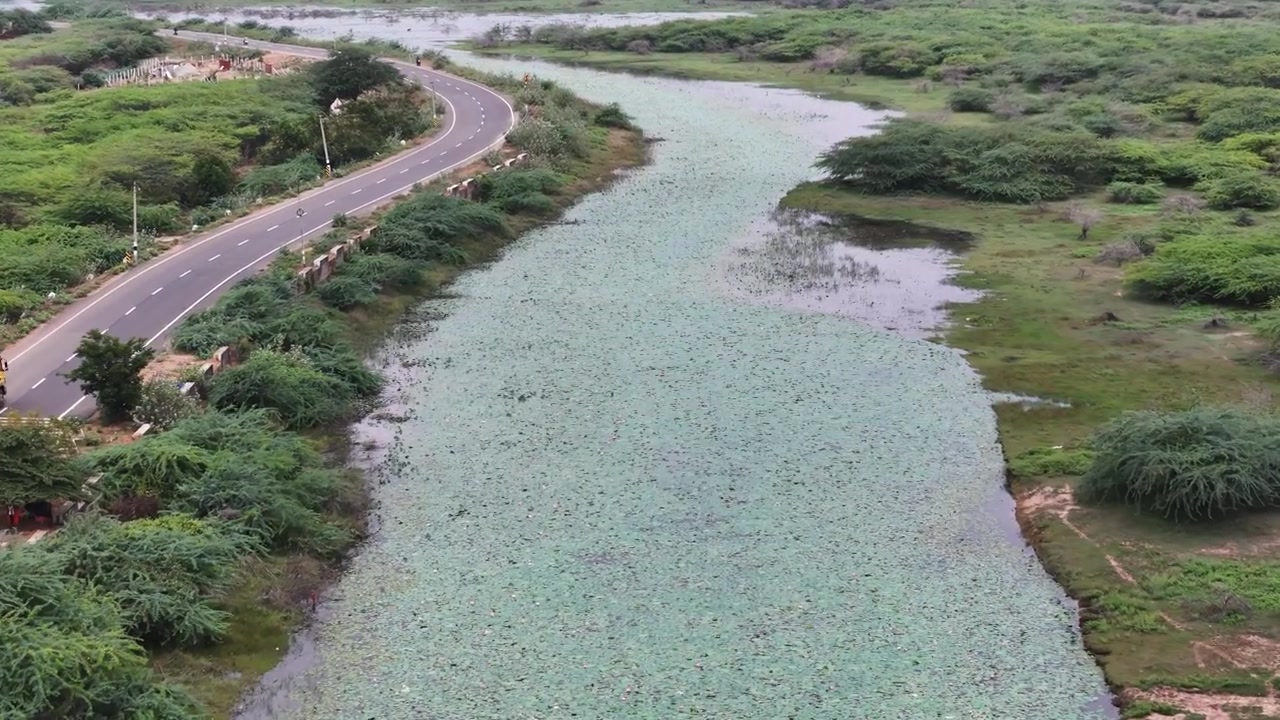 Vidsträckt flygpanorama över en stor lotusklädd vattenyta med en lätt svängande landsväg, levande våtmarker och naturlig grönska. Sötvattensekosystem, landsbygdsinfrastruktur