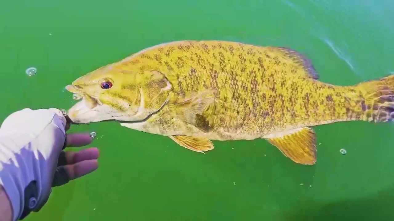 Närbild på en småmunsabborre som släpps ut för hand i lugnt grönt vatten; fisken sprattlar, skakar på huvudet och simmar sedan ner under ytan, en scen från catch and release-fiske i sötvatten.