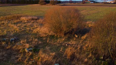 Luftaufnahme-Von-Zwei-Europäischen-Rehen,-Die-An-Einem-Sonnigen-Herbsttag-Auf-Dem-Feld-Spazieren---Wintertag,-Goldene-Stunde,-Weitwinkel-Drohnenaufnahme-Aus-Der-Vogelperspektive