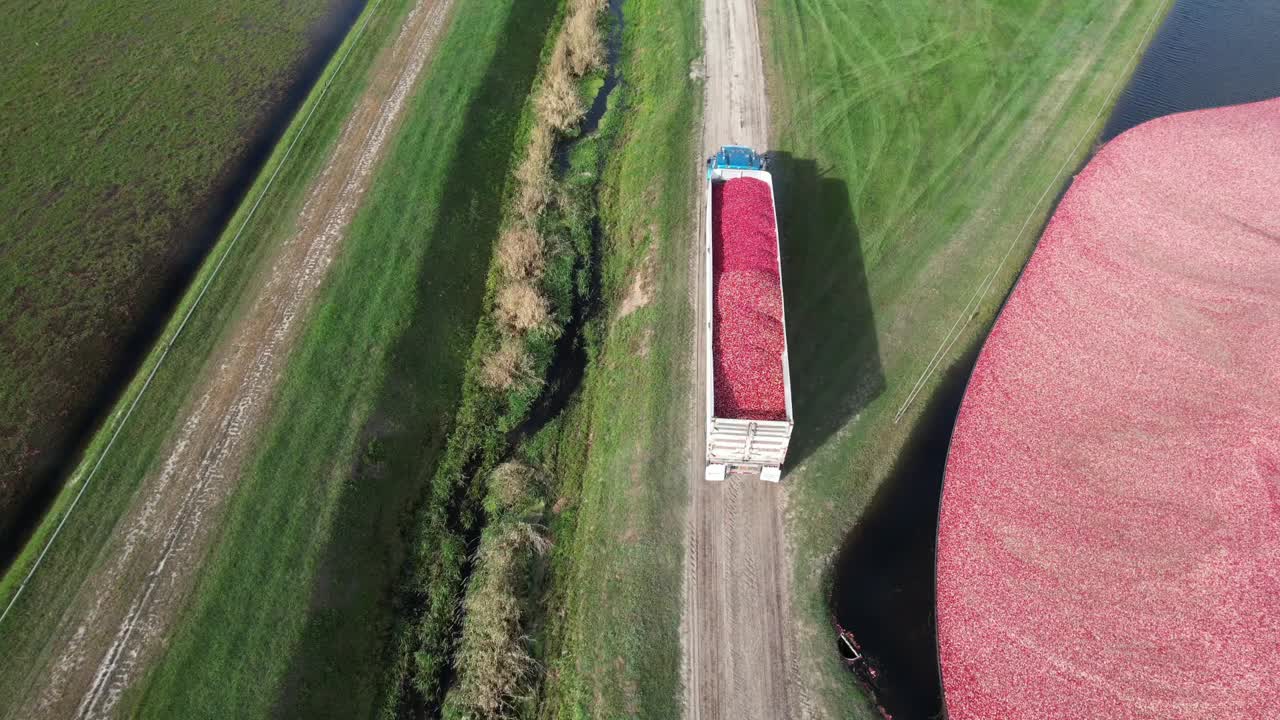 최근 에 수확 된 크랜베리 를 실은 트럭 이 가공 공장 으로 향하고 있다