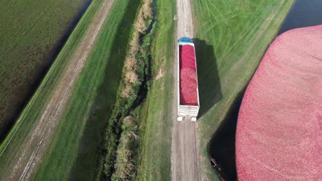 a truck loaded with recently harvested cranberries heads to a processing plant