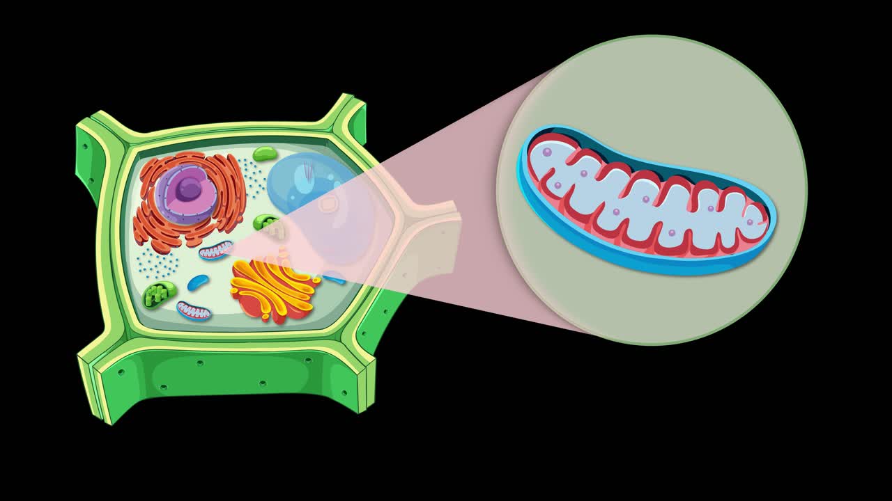 Animation illustrating plant cell structure with focus on mitochondrion. Features vibrant colors and smooth transitions on a black background