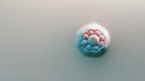 poner a mano la bomba de baño en el agua de primer plano. disolución de la flor del jabón, burbujas de espuma. productos cosméticos decorativos para el concepto del baño