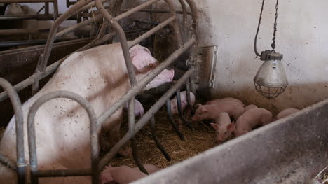 pigs on livestock farm pigs farm livestock farm modern agricultural pigs farm 2