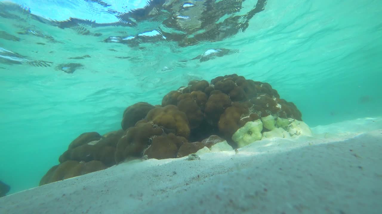 arrecife de coral protegido visto en cancún méxico
