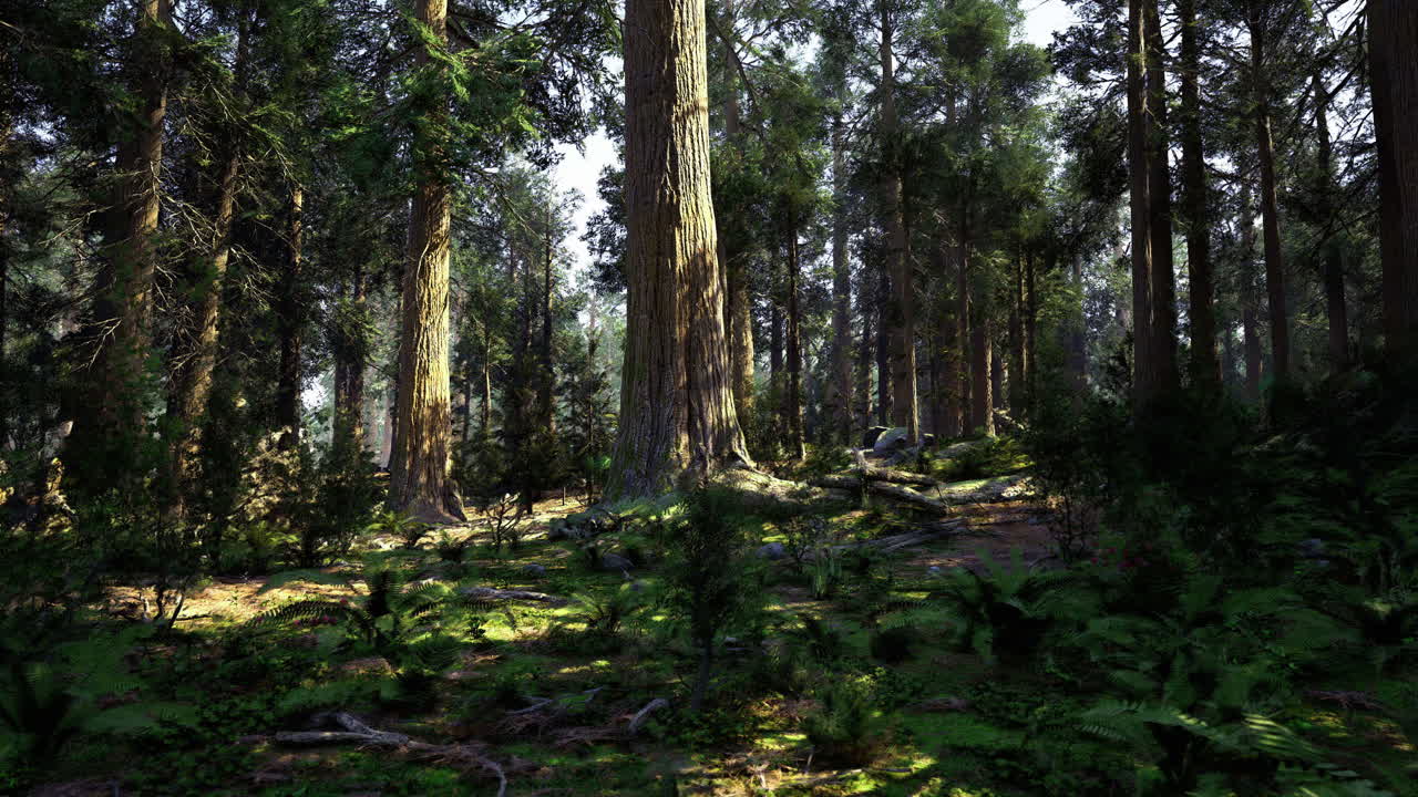 Majestic forest with tall trees and lush greenery in bright sunlight