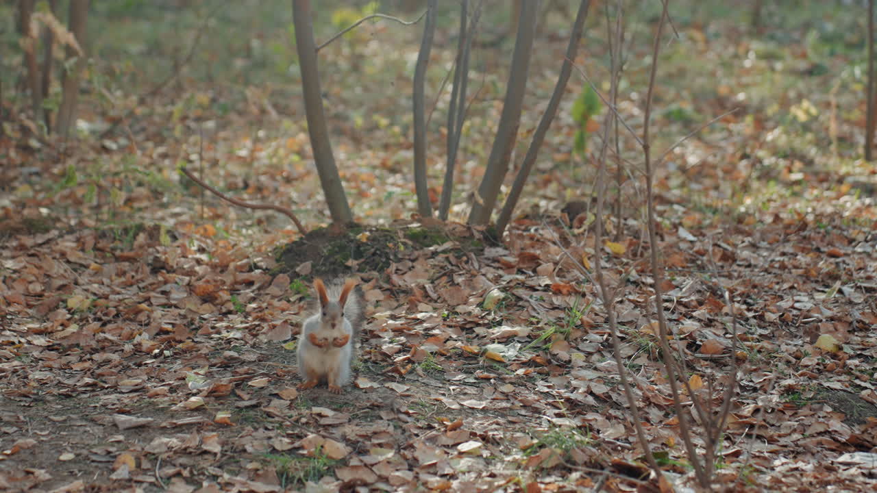 Uno scoiattolo timido in un bosco frondoso osserva l'ambiente circostante vicino alla base di un cespuglio, la coda che guizza con uno sguardo attento, compiendo movimenti furtivi tra le foglie cadute, immerso in un'atmosfera autunnale serena con luce soffusa, naturale.