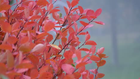 Serviceberry-Äste-Und-Rotes-Laub,-Das-Sich-Im-Wind-Wiegt---Statische-Nahaufnahme