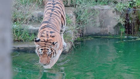 disparo estático en cámara lenta de un tigre yendo a bañarse en un río