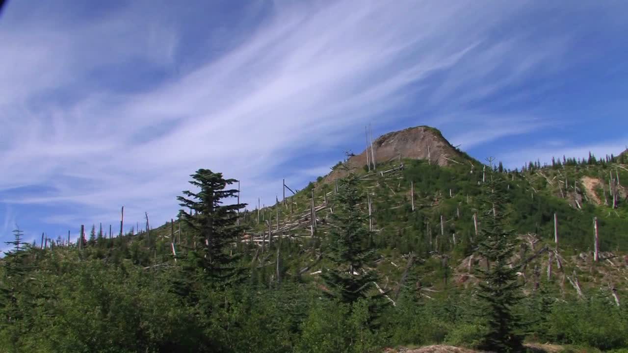 los árboles de hoja perenne desnudos permanecen en una ladera después de la deforestación en el parque nacional mt st helens 1