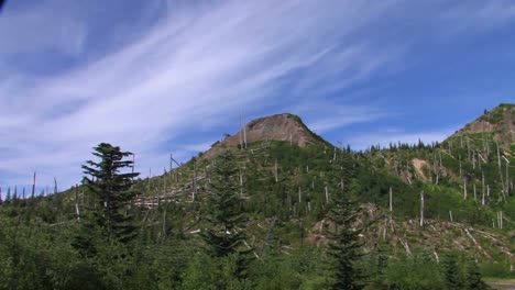 los árboles de hoja perenne desnudos permanecen en una ladera después de la deforestación en el parque nacional mt st helens 1