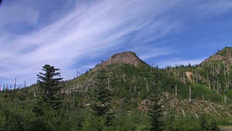 bare evergreen trees remain on a hillside after deforestation at mt st helens national park 1