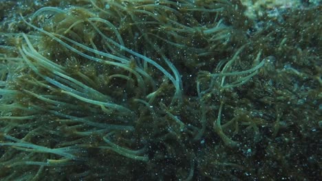 vista cercana de algas y pastos marinos en el fondo del océano pacífico cerca de la isla de norfolk durante una inmersión en una fuerte corriente a través de la flora acuática