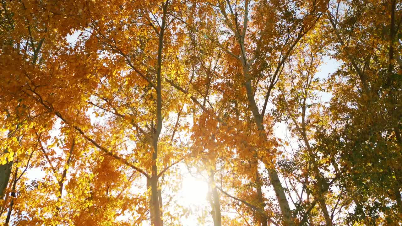 Autumn Sunlight Through Golden Leaves