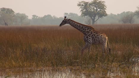 Jirafa-Caminando-Por-El-Humedal.-Delta-Del-Okavango,-Botsuana.-Mano