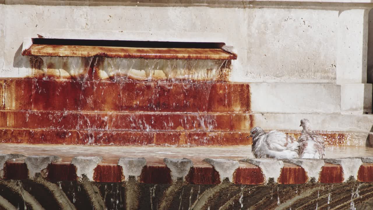 Pidgeons washing themselves in a rusty fountain in Valencia Spain 4k, 24fps