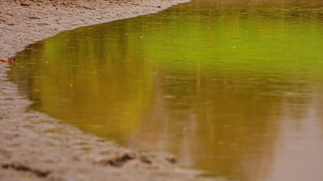 Close-up timelapse showing a pond’s water level shrinking due to drought, capturing environmental change impacts