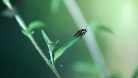 slow motion clip of red soldier beetle crawling along a leaf and then flying away