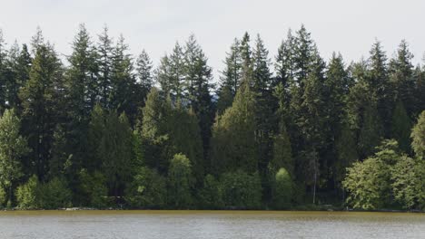 Stanley-park-Lake-and-pine-trees---Vancouver-Canada