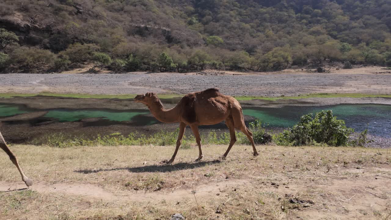 Free range camels wandering along the Wadi Darbat Oasis in Oman near Salalah