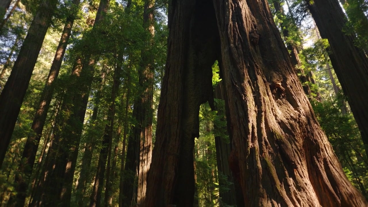 Donna che trascorre del tempo nella natura esplorando un'antica, maestosa e imponente foresta di sequoie